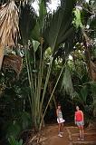 SEYCHELLES - 112 - Praslin, Vallee de Mai